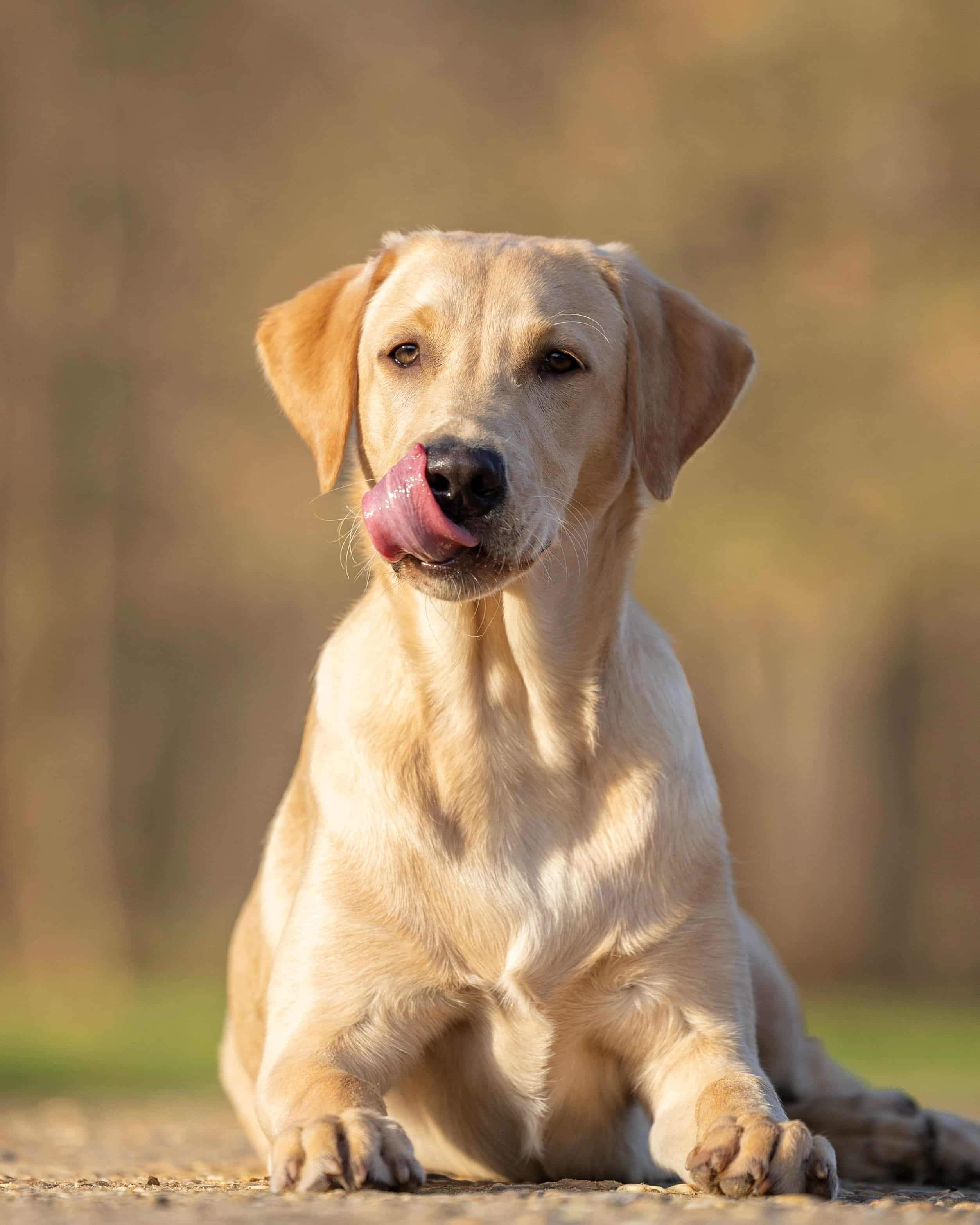 BARF-ingrediënten op een houten plank